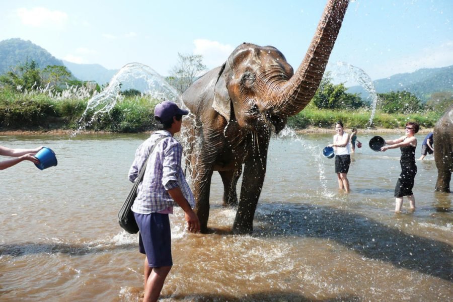 Elephant Sanctuary Thailand Ethical Elephant Experience with Feeding and Bathing